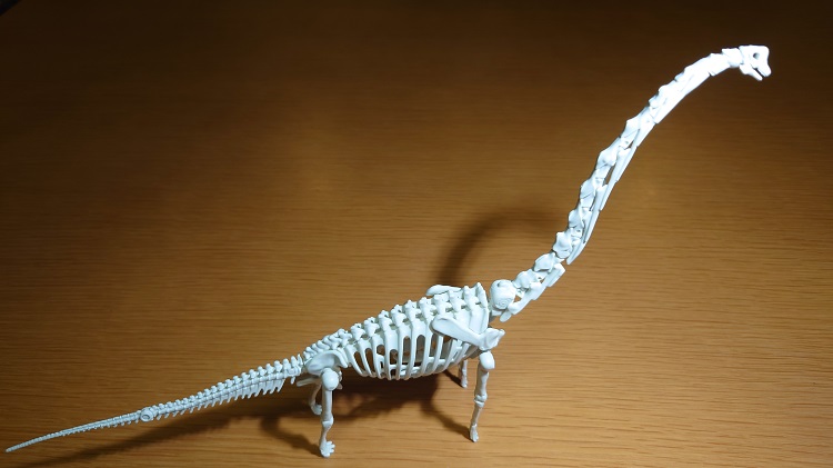ブラキオサウルス骨格ビルド
