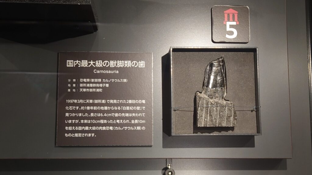 国内最大級の獣脚類の歯の画像