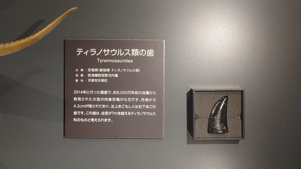 ティラノサウルス類の歯の画像