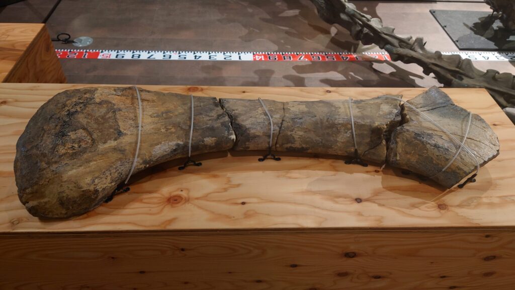 ステゴサウルスの大腿骨の化石の画像