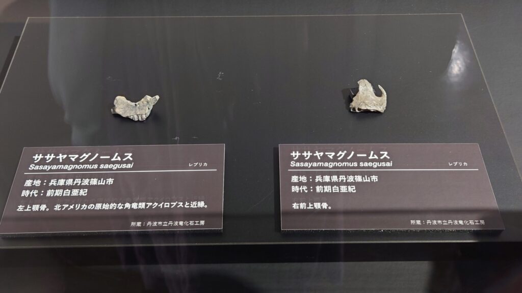ササヤマグノームスの化石の画像