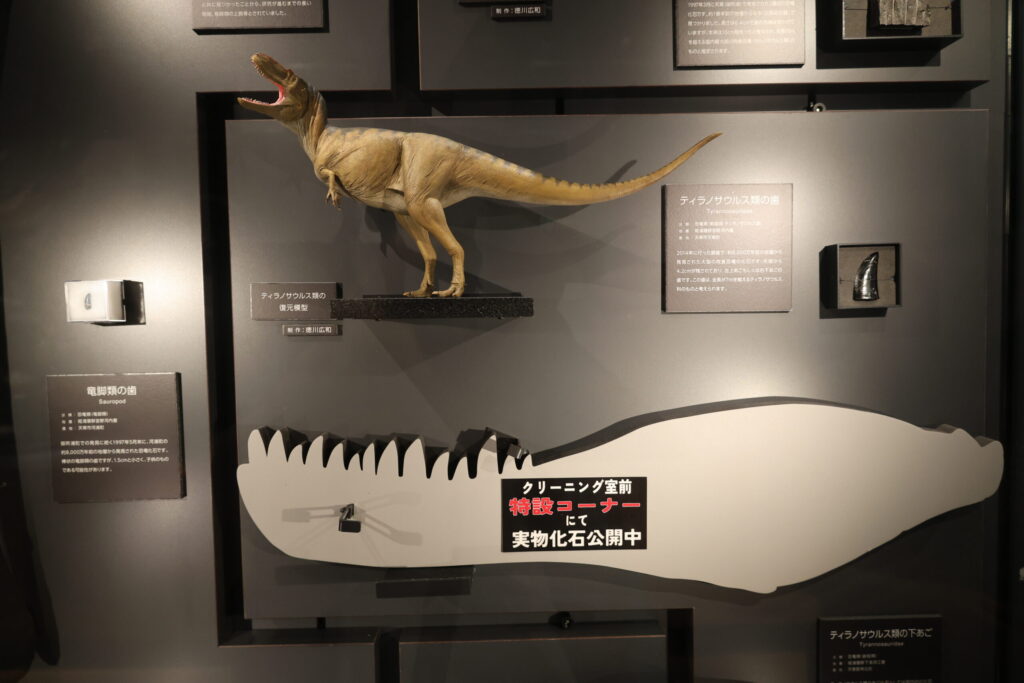 ティラノサウルス科の下あごの外郭の画像