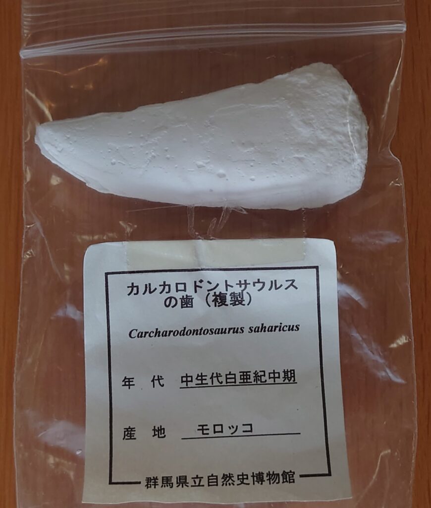 カルカロドントサウルスの歯のレプリカの画像