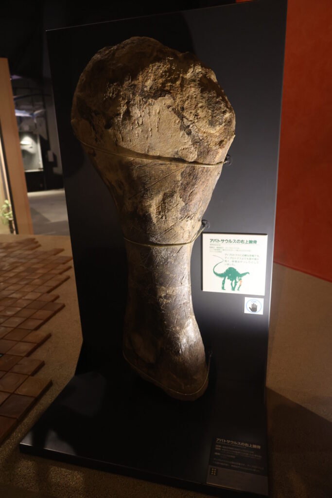 アパトサウルスの右上腕骨の画像