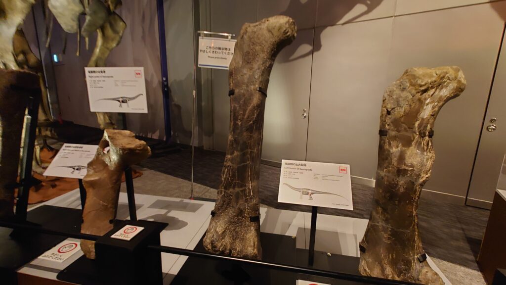 左：竜脚類の脛骨   中央：竜脚類の恥骨   右：竜脚類の大腿骨