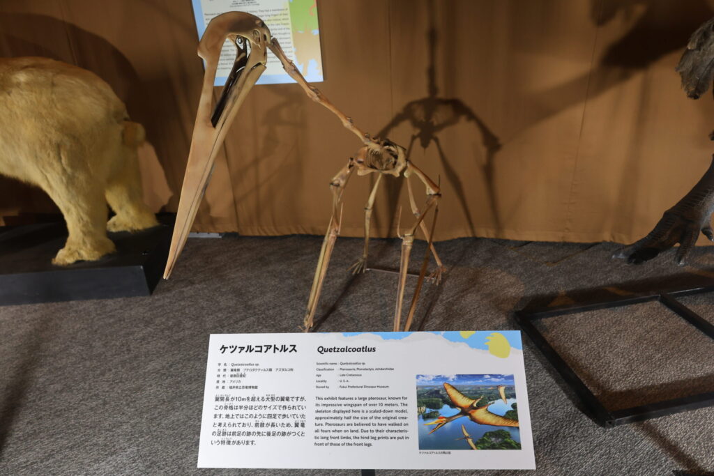 ケツァルコアトルス化石