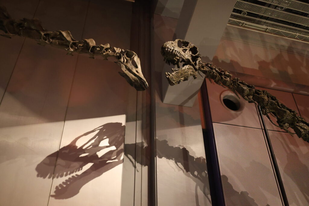カマラサウルス（左）とディプロドクス（右）