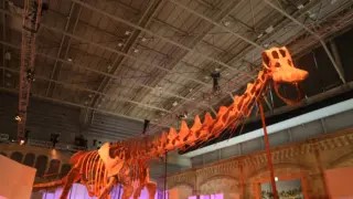 恐竜イベント