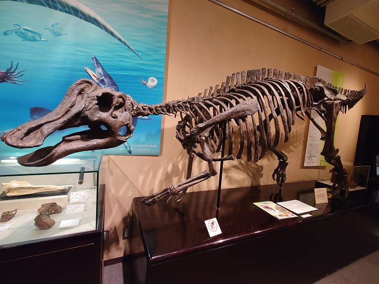 ニッポノサウルスの全身骨格