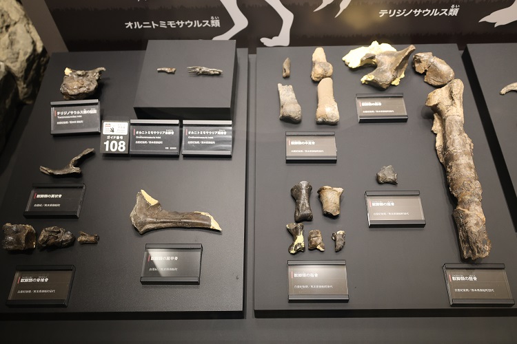 オルニトミモサウリヤ類やテリジノサウルス類、獣脚類の化石