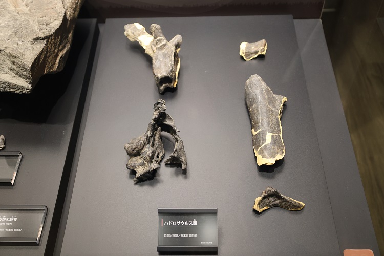 御船で発見されたハドロサウルス類