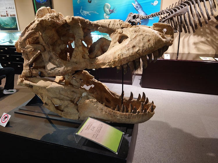 タルボサウルスの頭骨