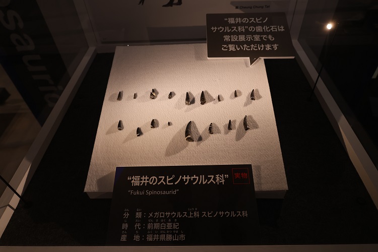 福井のスピノサウルス科の歯