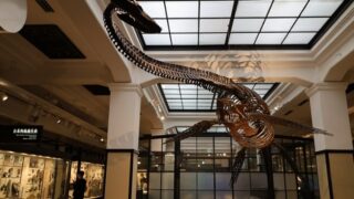 恐竜に会える博物館
