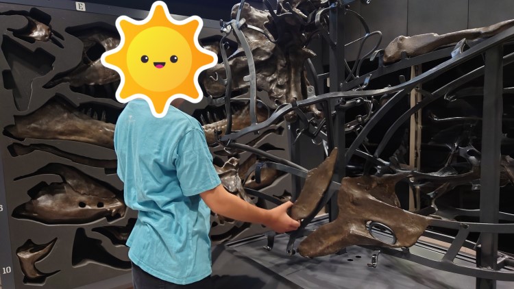 T.rex頭骨組立の様子