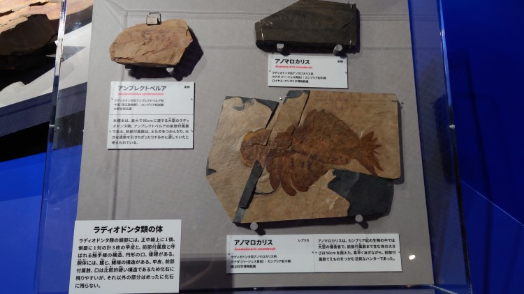 アノマロカリスの実物化石