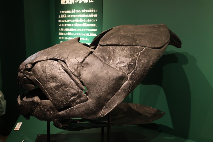 ダンクルオステウスの化石