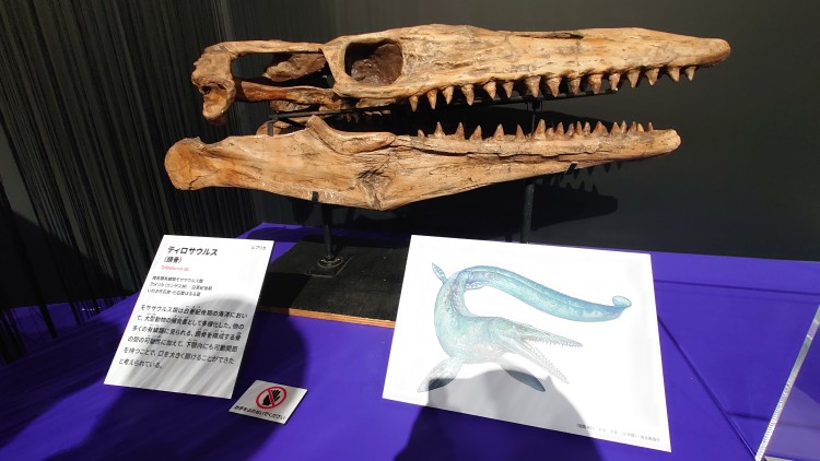 ティロサウルスの頭骨