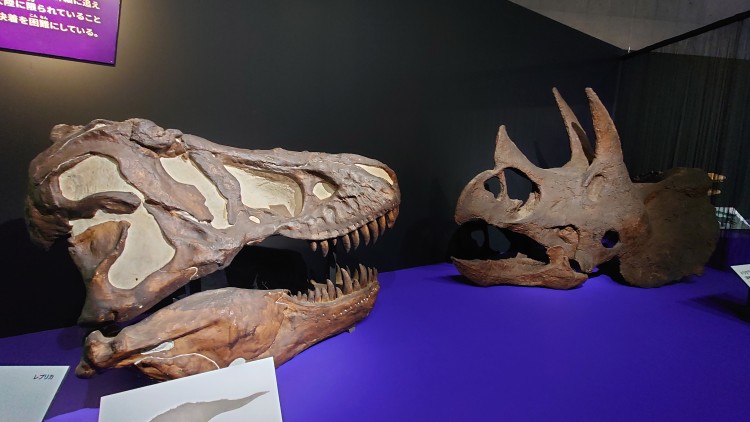 ティラノサウルスの頭骨とトリケラトプスの頭骨