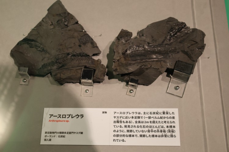 アースロプレウラの実物化石