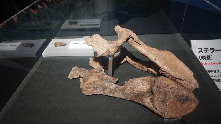 ステラーダイカイギュウの頭骨