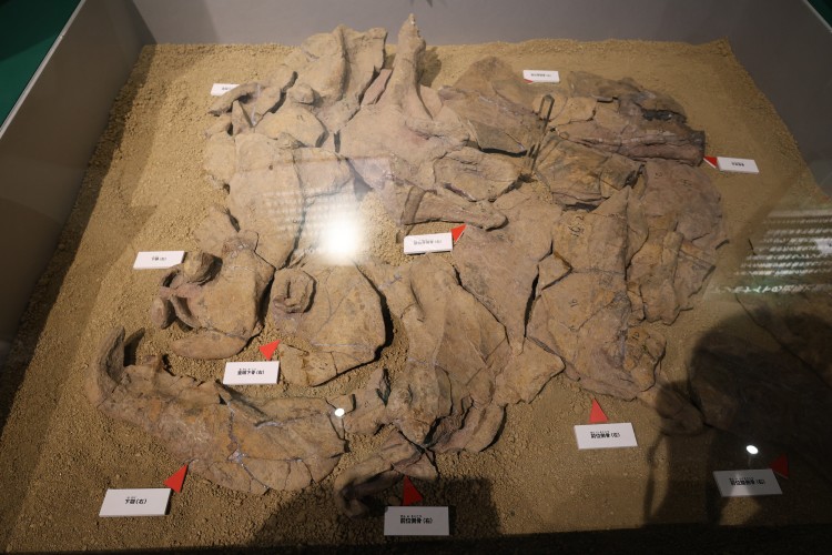 ダンクルオステウスの化石