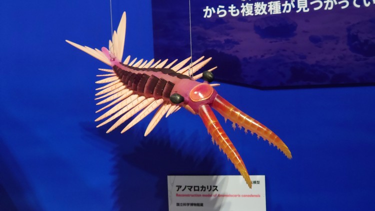 アノマロカリスの復元模型