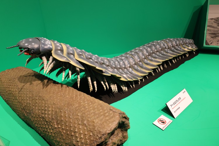 アースロプレウラの復元模型