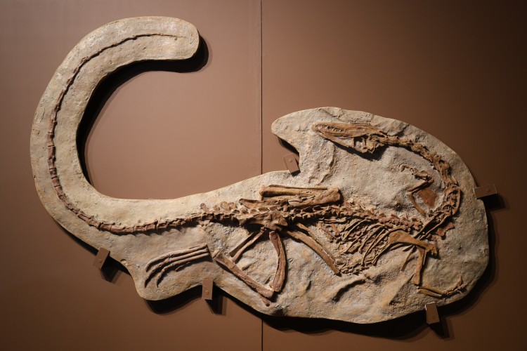 コエロフィシスの全身化石