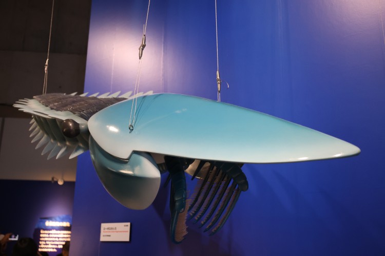 エーギロカシスの復元模型