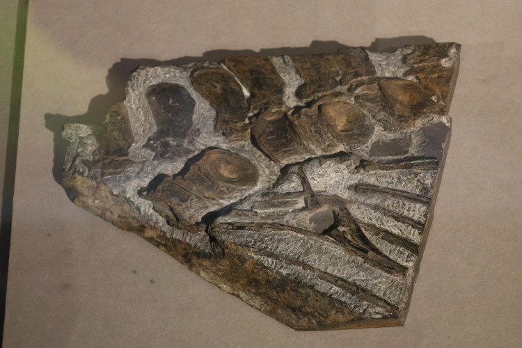 ウタツサウルスの部分化石(実物)