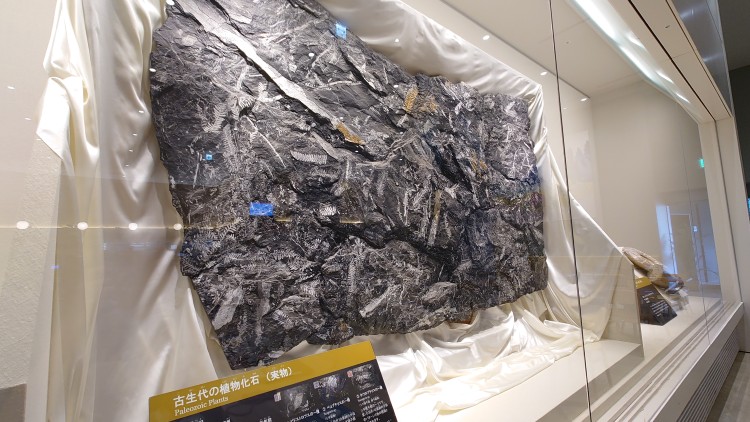 古生代の植物の実物化石