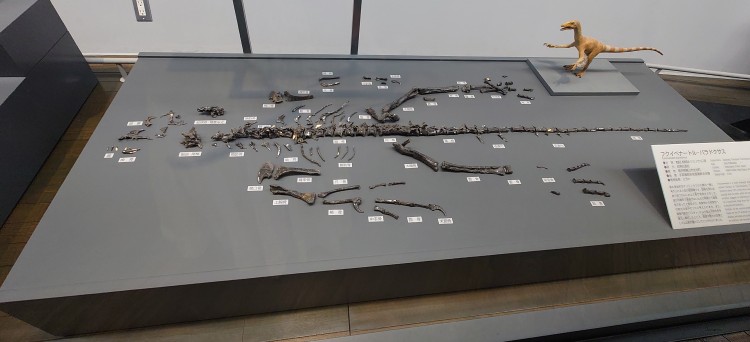 フクイべナートルの全身骨格化石