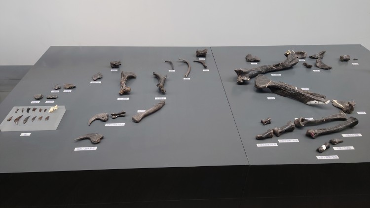 フクイラプトル・キタダニエンシスの全身骨格化石