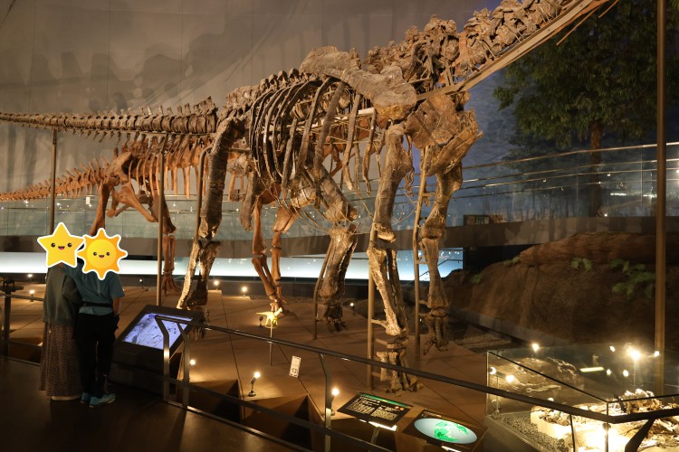 カマラサウルスの実物化石（体）