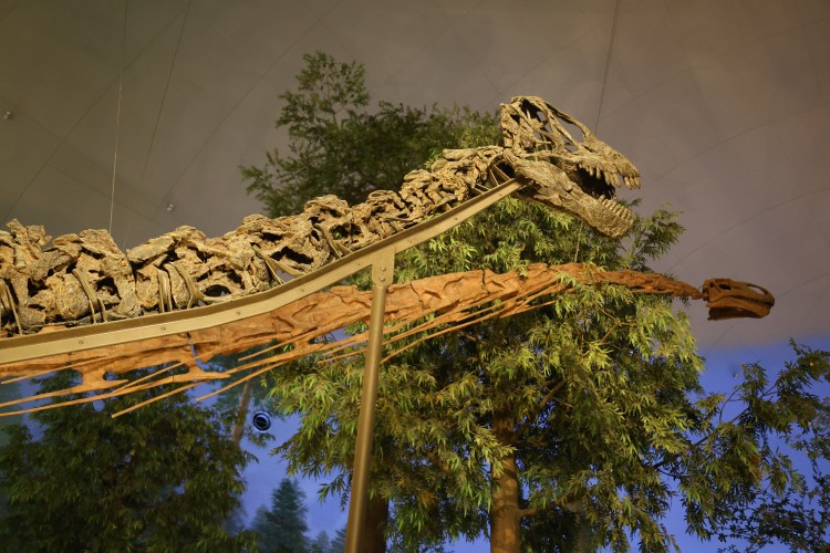 カマラサウルスの実物化石