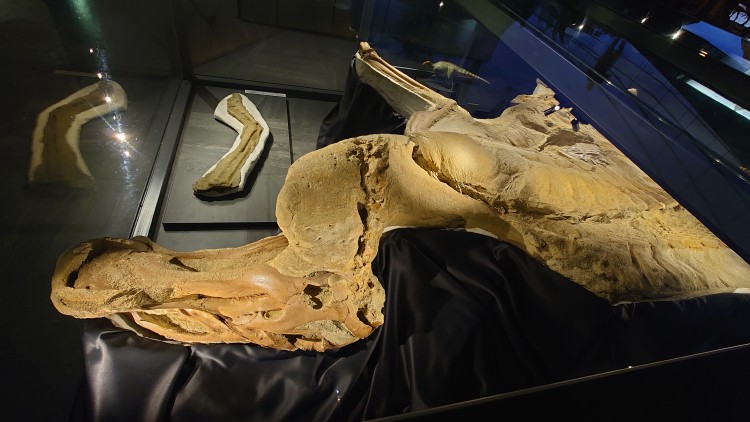 ブラキロフォサウルスのミイラ化石