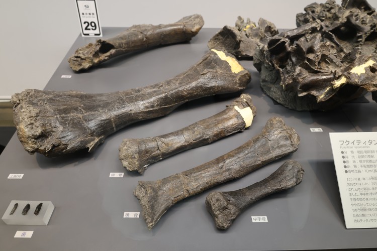 フクイティタン