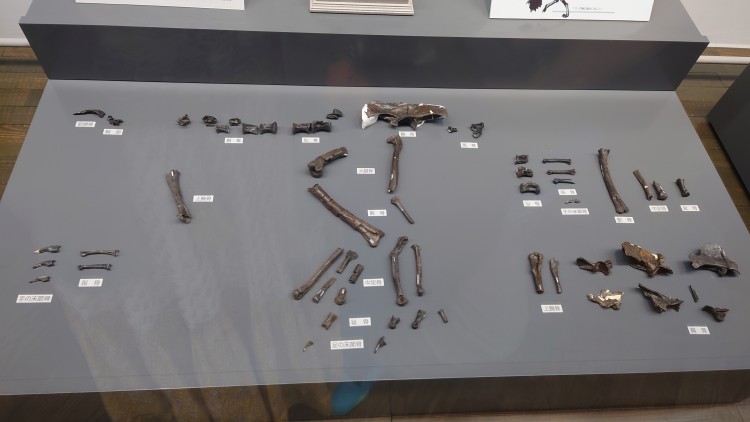 ティラノミムスフクイエンシスの全身骨格化石