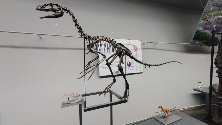 フクイべナートル