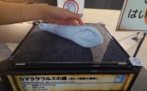 歯の形の模型(タッチ展示)