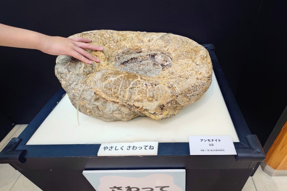 アンモナイトの化石をタッチ