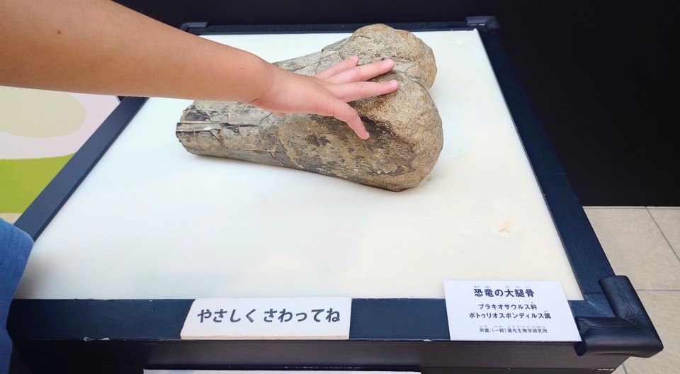 恐竜の大腿骨のタッチ