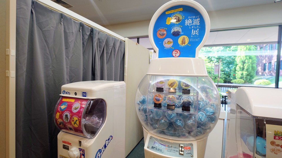 限定ガチャ