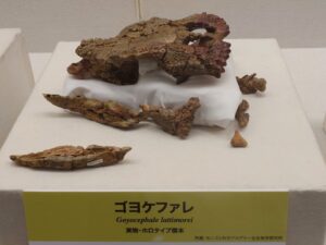 ゴヨケファレ