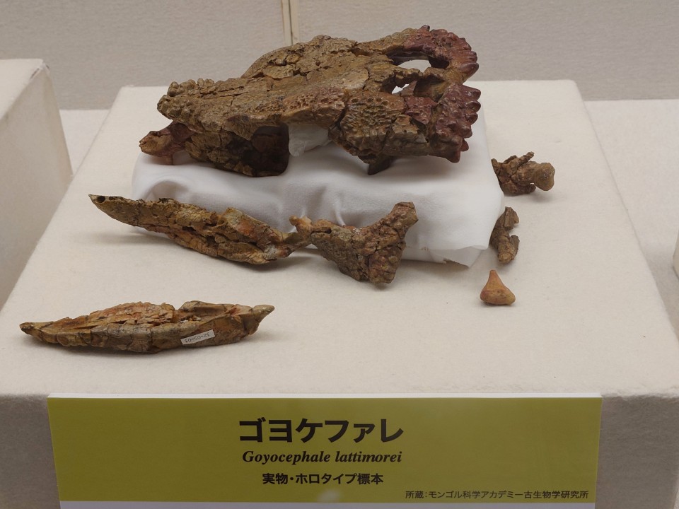 ゴヨケファレ